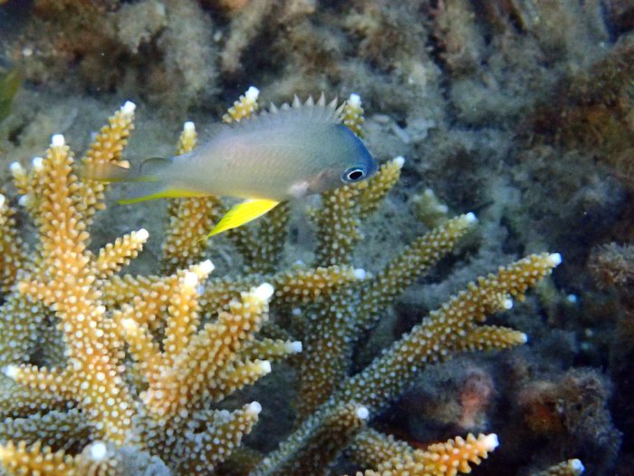 Amblyglyphidodon orbicularis