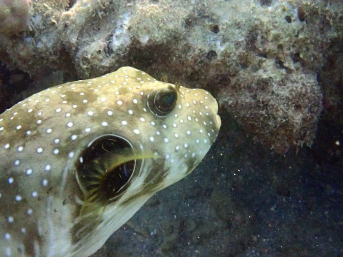 Arothron hispidus