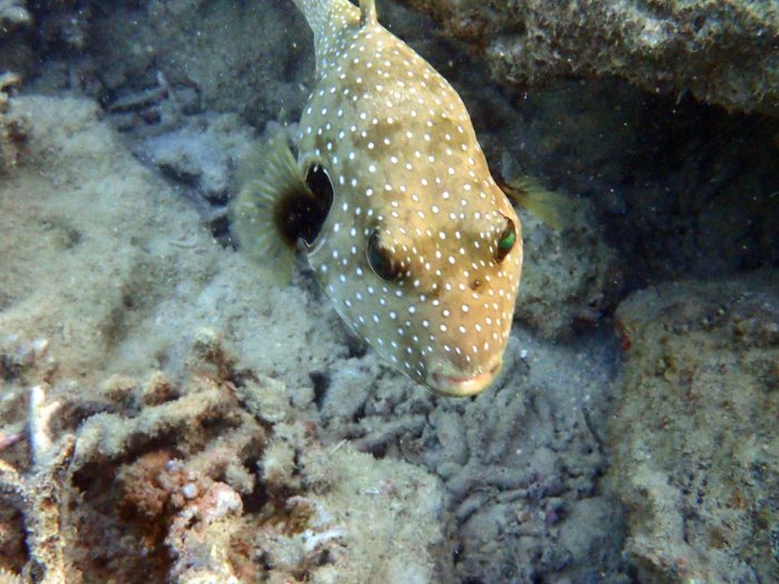 Arothron hispidus