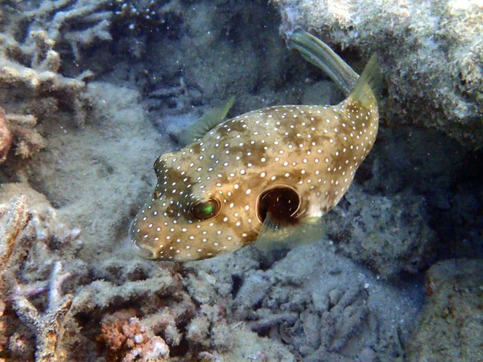 Arothron hispidus