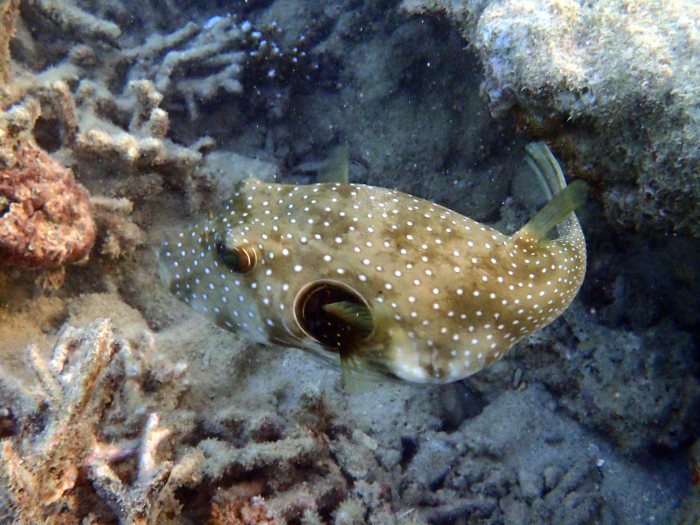 Arothron hispidus