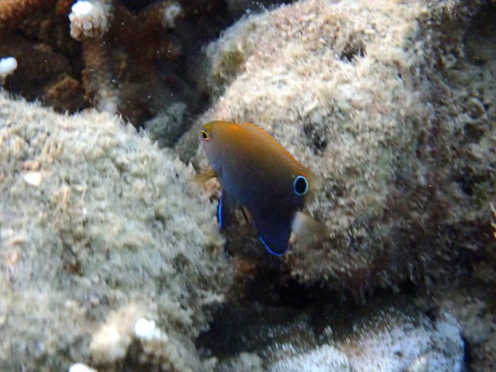 Pomacentrus chrysurus