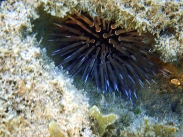 Echinometra mathaei