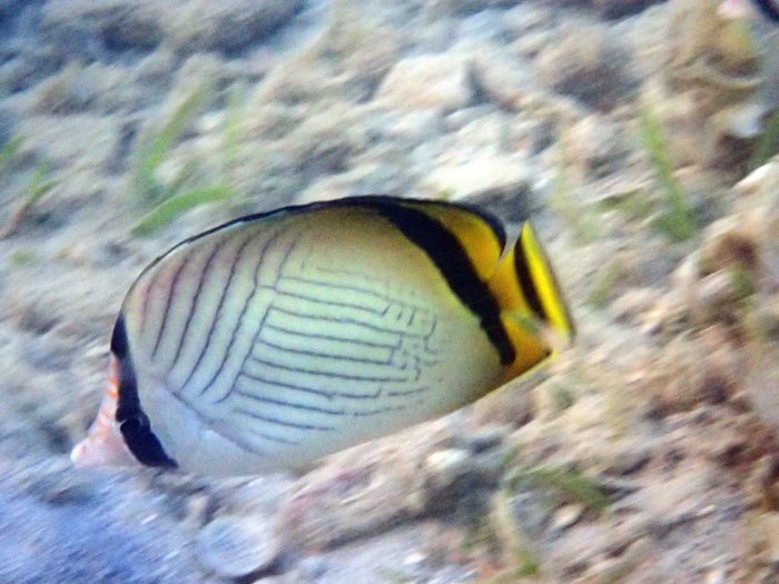 Chaetodon vagabundus