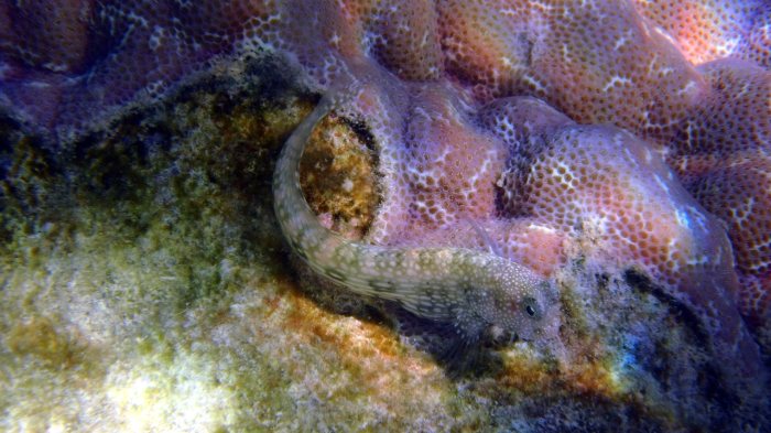 Crossosalarias macrospilus