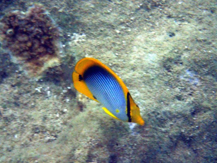 Chaetodon melannotus