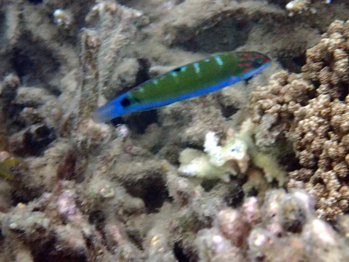 Thalassoma lunare