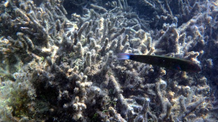 Thalassoma lunare