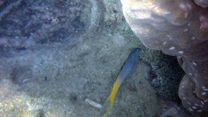 Meiacanthus atrodorsalis