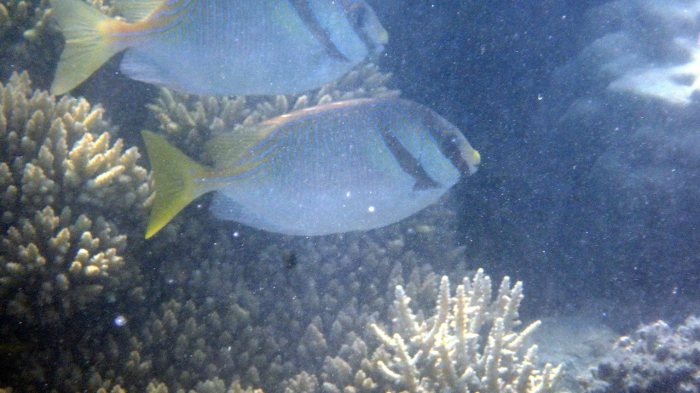 Siganus doliatus