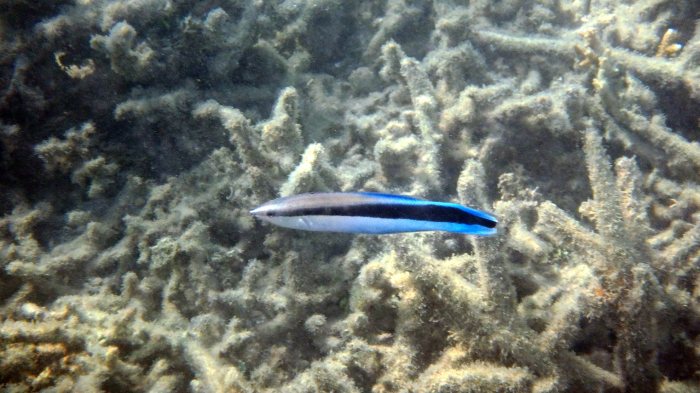 Labroides dimidiatus