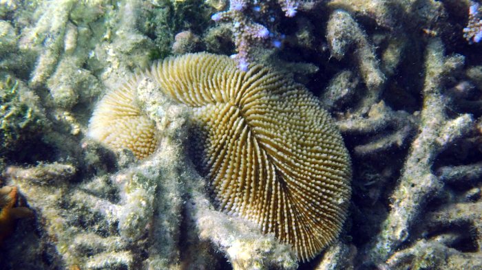 Fungia