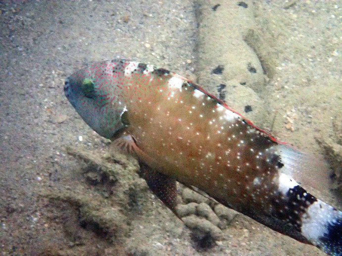 Cheilinus chlorourus