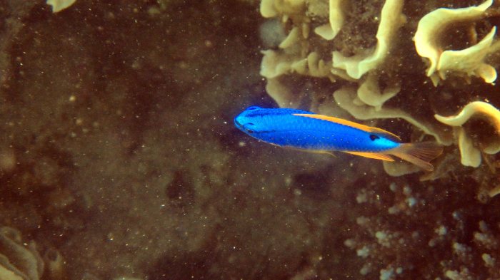 Chrysiptera taupou