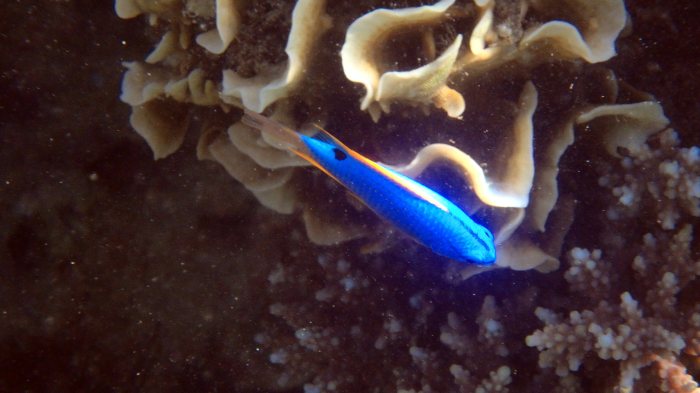 Chrysiptera taupou