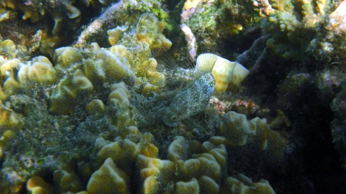Crossosalarias macrospilus