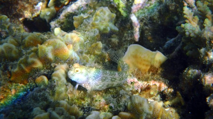 Crossosalarias macrospilus