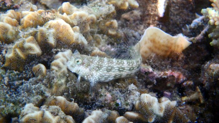 Crossosalarias macrospilus
