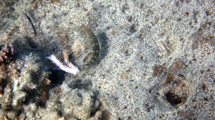 Halichoeres melanurus