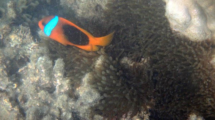 Amphiprion melanopus