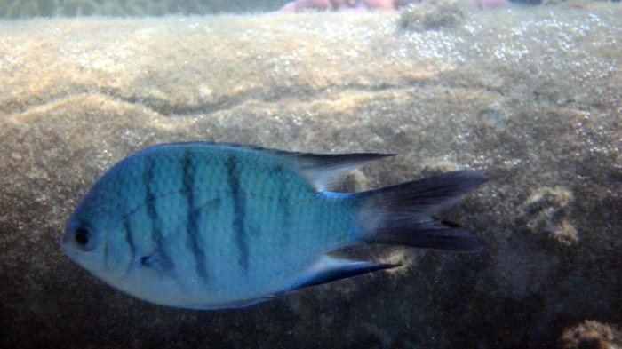 Abudefduf whitleyi