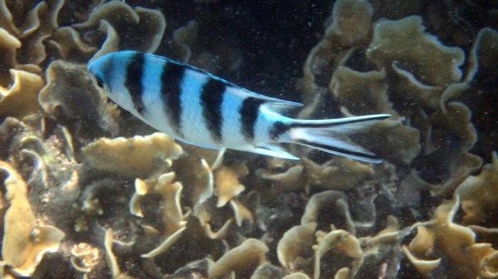 Abudefduf sexfasciatus
