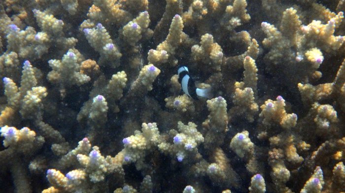 Chrysiptera tricincta