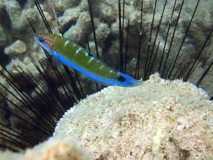 Thalassoma lunare