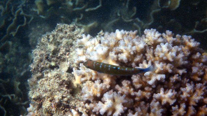 Thalassoma lunare