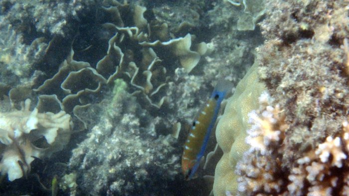 Thalassoma lunare