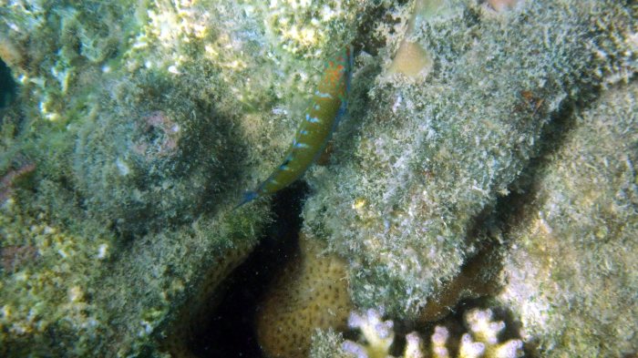 Thalassoma lunare