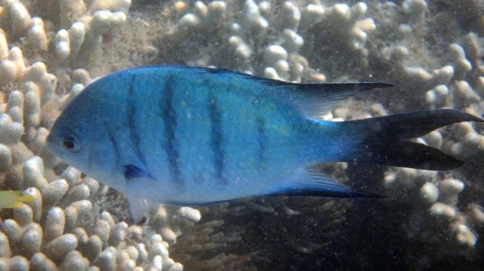 Abudefduf whitleyi