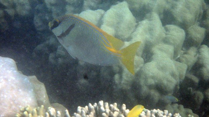 Siganus doliatus
