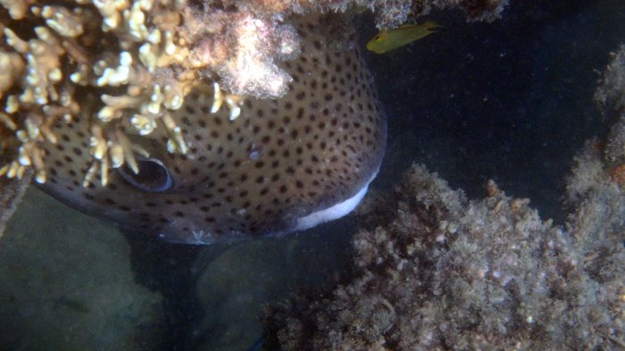 Diodon hystrix