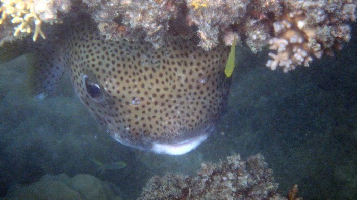 Diodon hystrix