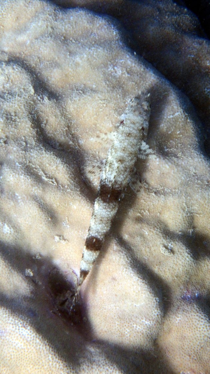 Saurida gracilis