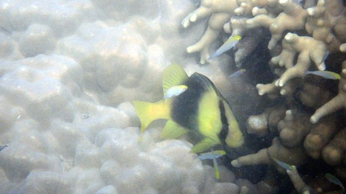Diploprion bifasciatum