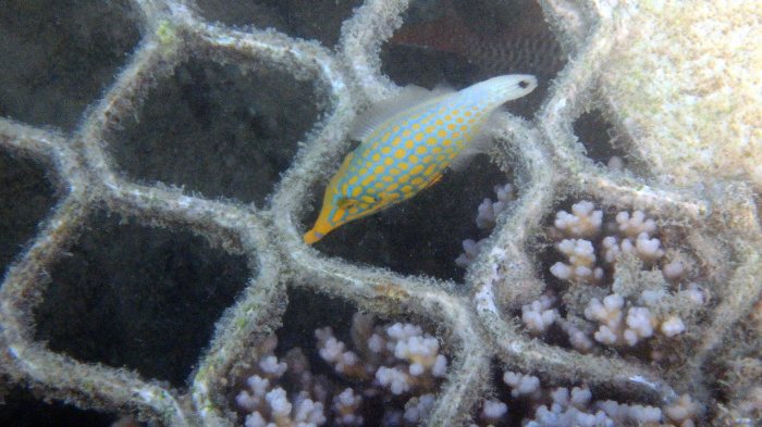 Oxymonacanthus longirostris