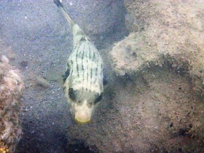Arothron manilensis