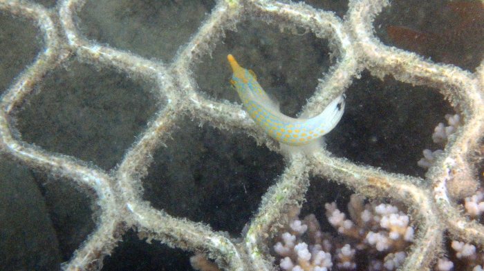 Oxymonacanthus longirostris