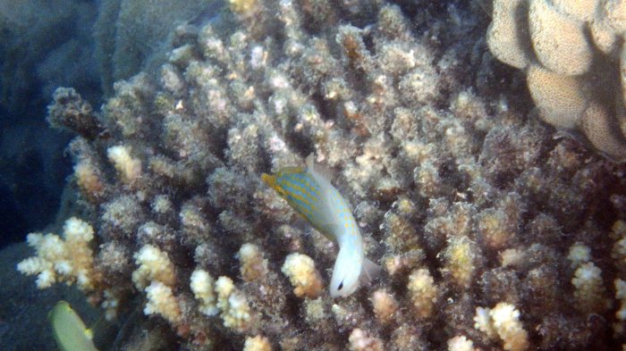 Oxymonacanthus longirostris