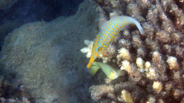 Oxymonacanthus longirostris