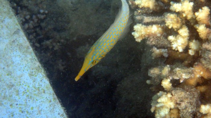 Oxymonacanthus longirostris