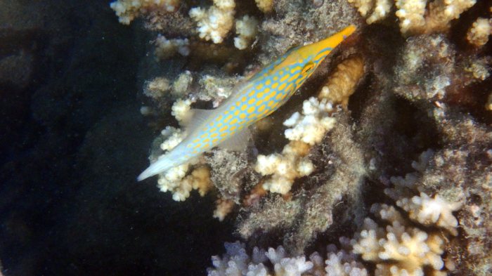 Oxymonacanthus longirostris