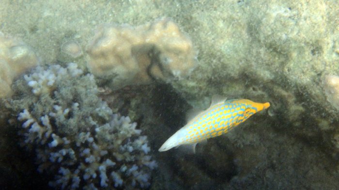 Oxymonacanthus longirostris