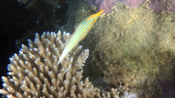 Oxymonacanthus longirostris