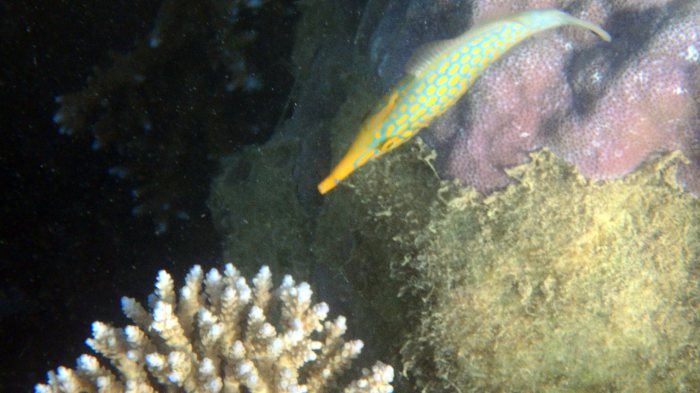 Oxymonacanthus longirostris