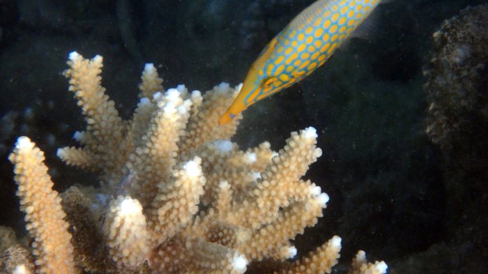 Oxymonacanthus longirostris