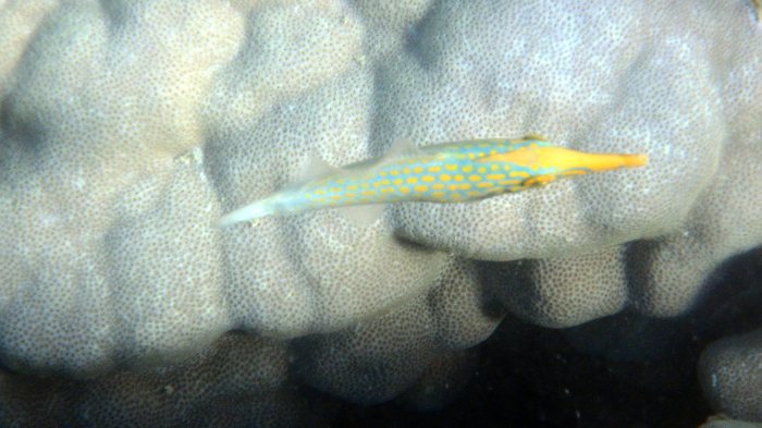 Oxymonacanthus longirostris