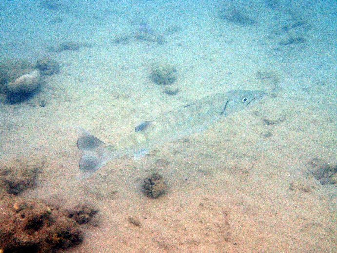 Sphyraena barracuda